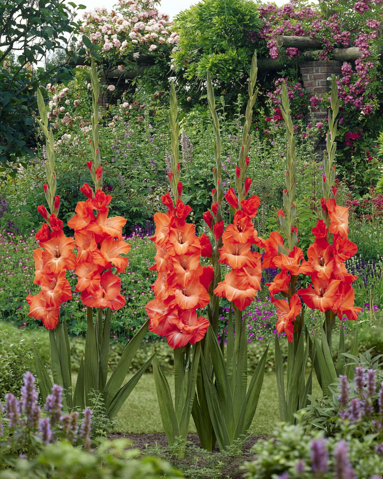 Gladiolus 'Stormy®'